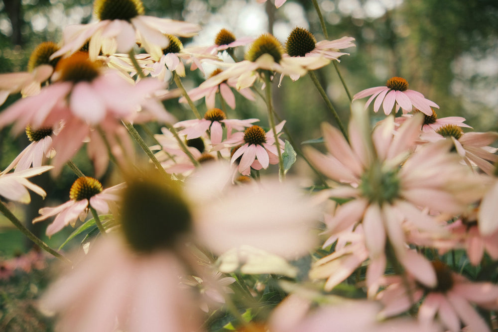 5 Adaptogens Every Woman Needs for Hormonal Balance