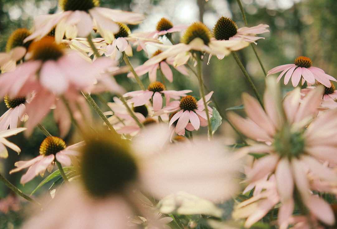 5 Adaptogens Every Woman Needs for Hormonal Balance